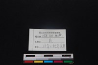 梅花鹿骨藏品圖，第3張