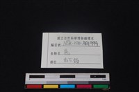 梅花鹿骨藏品圖，第3張