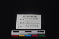 梅花鹿骨藏品圖，第3張