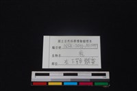 梅花鹿骨藏品圖，第3張