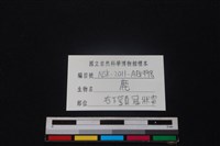 梅花鹿骨藏品圖，第3張