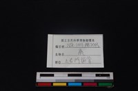 梅花鹿骨藏品圖，第3張