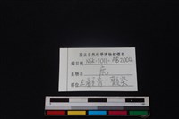 梅花鹿骨藏品圖，第4張