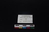 梅花鹿骨藏品圖，第3張