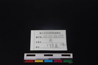 梅花鹿骨藏品圖，第3張