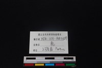 梅花鹿骨藏品圖，第3張