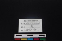 梅花鹿骨藏品圖，第3張