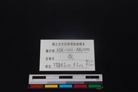 梅花鹿骨藏品圖，第3張