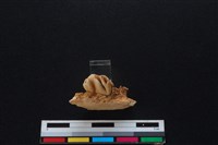梅花鹿骨藏品圖，第3張