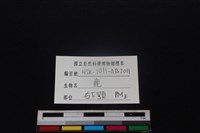 梅花鹿骨藏品圖，第4張