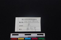 梅花鹿骨藏品圖，第3張