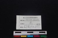 梅花鹿骨藏品圖，第3張