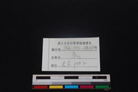 梅花鹿骨藏品圖，第3張