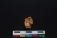 梅花鹿骨藏品圖，第2張