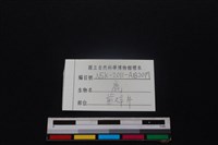 梅花鹿骨藏品圖，第3張