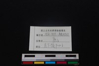 梅花鹿骨藏品圖，第3張