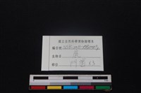 梅花鹿骨藏品圖，第3張