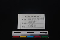 梅花鹿骨藏品圖，第3張