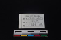 梅花鹿骨藏品圖，第3張