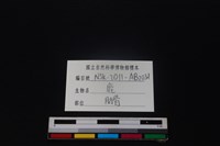 梅花鹿骨藏品圖，第3張