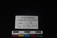 梅花鹿骨藏品圖，第3張