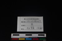 梅花鹿骨藏品圖，第4張