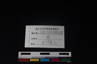 梅花鹿骨藏品圖，第3張