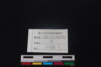 梅花鹿骨藏品圖，第3張