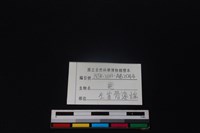 梅花鹿骨藏品圖，第3張