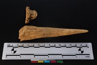 梅花鹿骨藏品圖，第1張