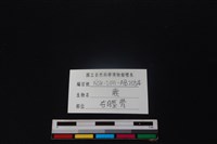 梅花鹿骨藏品圖，第3張