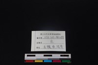 梅花鹿骨藏品圖，第3張