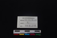 梅花鹿骨藏品圖，第3張