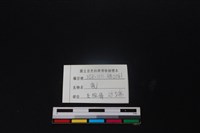 梅花鹿骨藏品圖，第3張