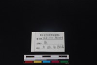 梅花鹿骨藏品圖，第3張