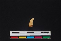 豬骨藏品圖，第1張
