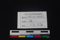 豬骨藏品圖，第3張