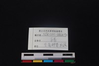 豬骨藏品圖，第3張