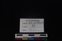 豬骨藏品圖，第3張
