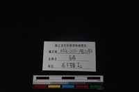豬骨藏品圖，第3張