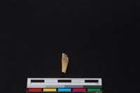 豬骨藏品圖，第2張