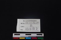 鹿骨藏品圖，第3張