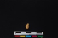 鹿骨藏品圖，第2張