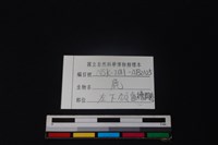 鹿骨藏品圖，第3張