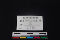 鹿骨藏品圖，第3張