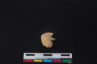 鹿骨藏品圖，第2張