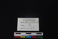 鹿骨藏品圖，第4張