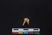 鹿骨藏品圖，第2張