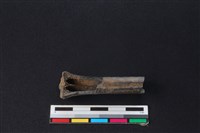 獐骨藏品圖，第2張