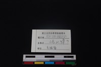 羌或獐骨藏品圖，第3張